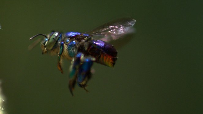 Bienen - Eine Welt im Wandel - Van film