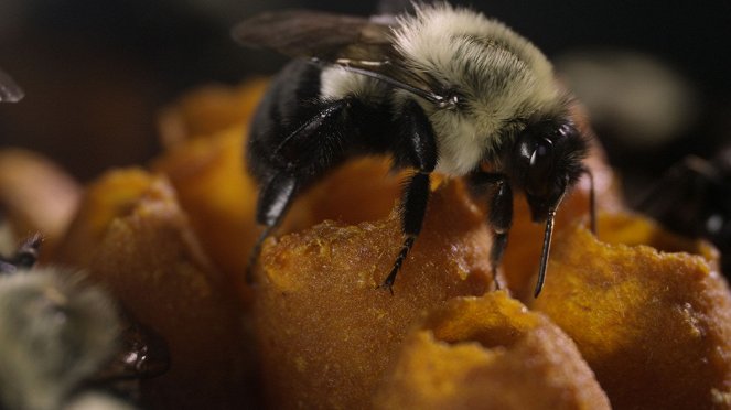 Bienen - Eine Welt im Wandel - Van film