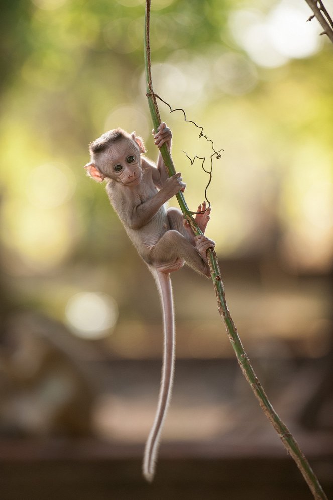 Monkey Kingdom - Filmfotók