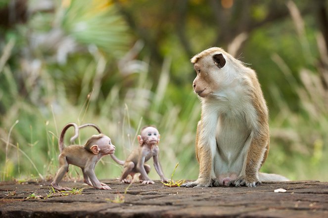 Monkey Kingdom - Do filme