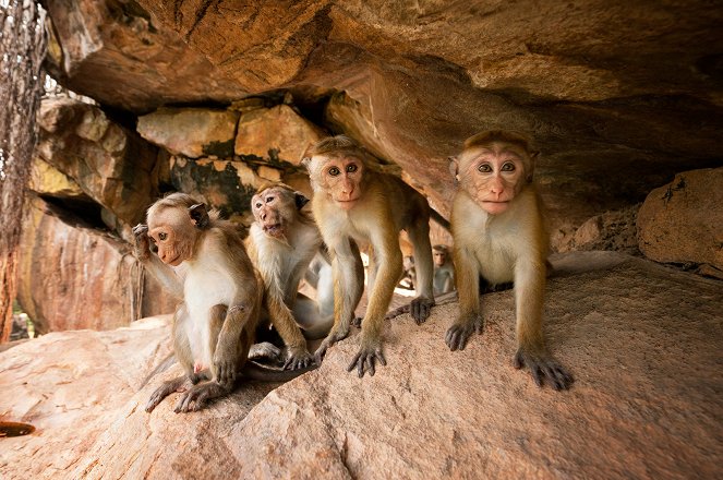 Monkey Kingdom - Photos