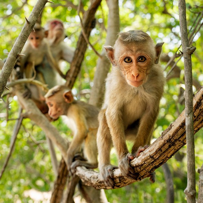 Im Reich der Affen - Filmfotos