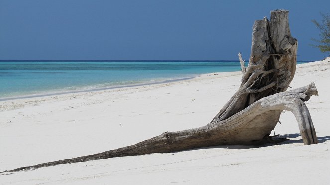 Aldabra: Bol raz jeden ostrov - Z filmu