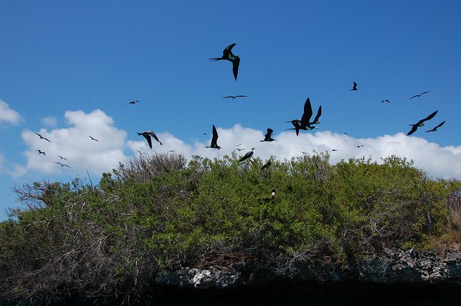 Aldabra: Byl jednou jeden ostrov - Film