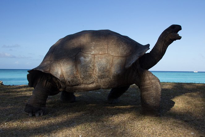 Aldabra: Byl jednou jeden ostrov - De la película