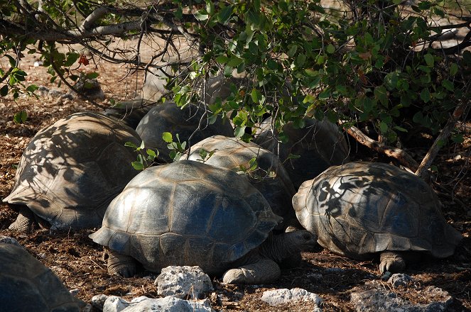 Aldabra: Byl jednou jeden ostrov - Z filmu