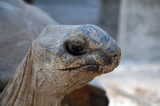 Aldabra: Byl jednou jeden ostrov - Z filmu