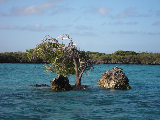 Aldabra: Byl jednou jeden ostrov - Film