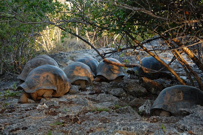 Aldabra: Byl jednou jeden ostrov - Filmfotos