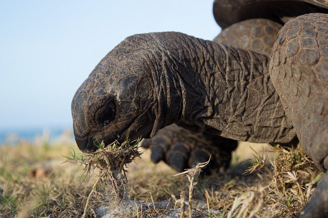 Aldabra: Byl jednou jeden ostrov - Filmfotos