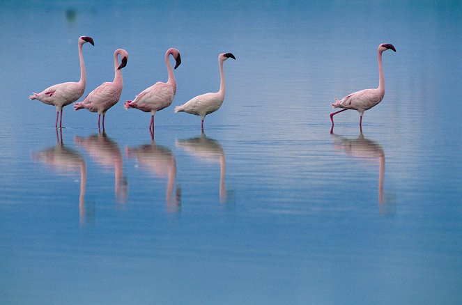 Das Geheimnis der Flamingos - Filmfotos
