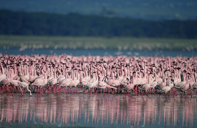 Das Geheimnis der Flamingos - Filmfotos