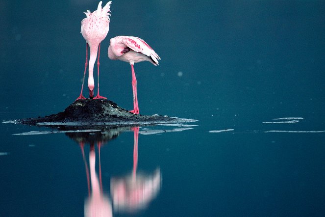 The Crimson Wing: Mystery of the Flamingos - Do filme