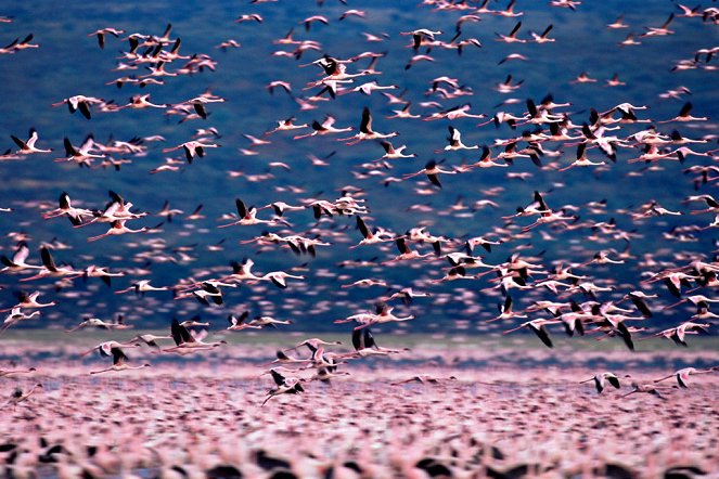 The Crimson Wing: Mystery of the Flamingos - Kuvat elokuvasta