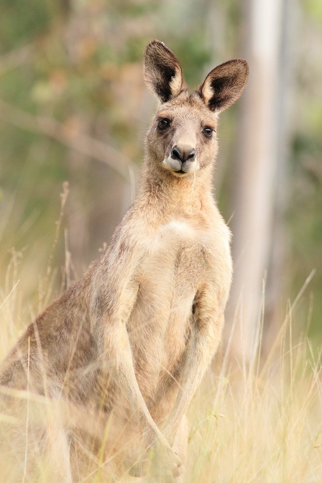 Dingos - Australiens wilde Hunde - Kuvat elokuvasta