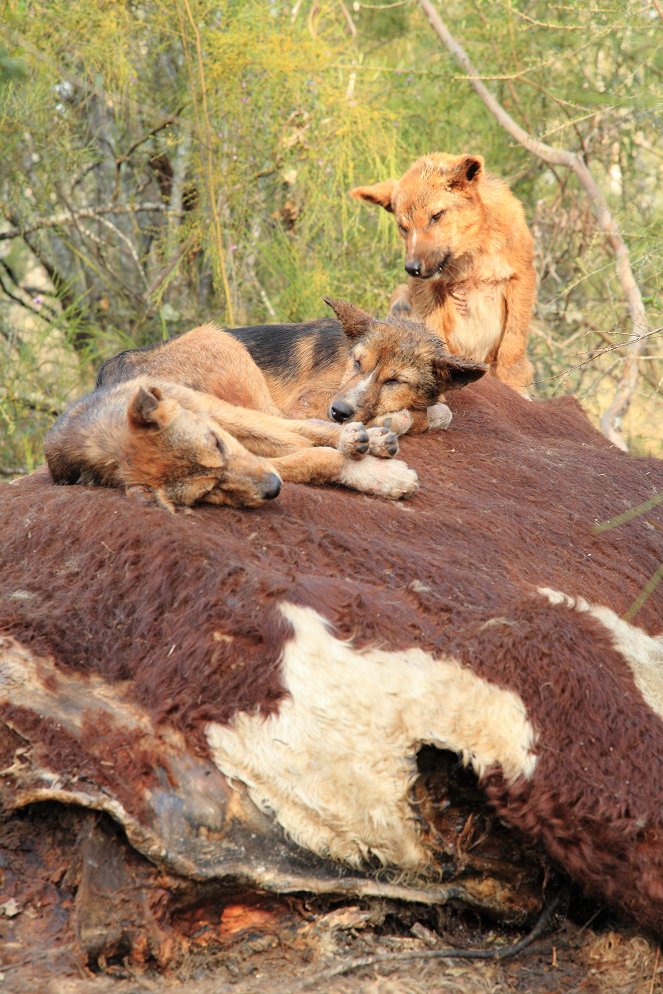Dingos - Australiens wilde Hunde - Film