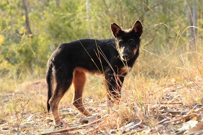 Dingos - Australiens wilde Hunde - Van film