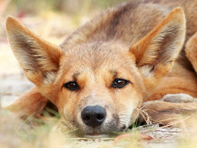 Dingos - Australiens wilde Hunde - Film