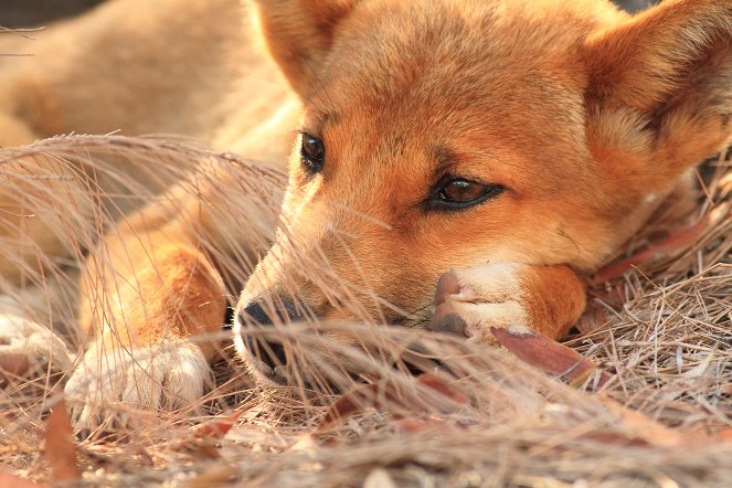 Dingos - Australiens wilde Hunde - Van film