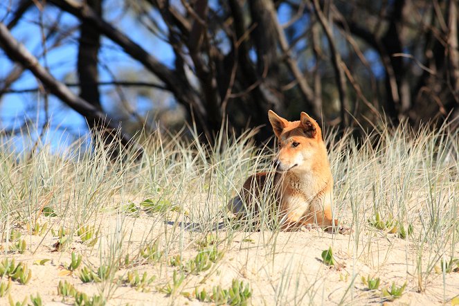 Dingos - Australiens wilde Hunde - De la película
