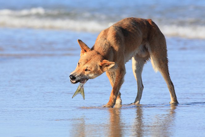 Dingos - Australiens wilde Hunde - Filmfotos