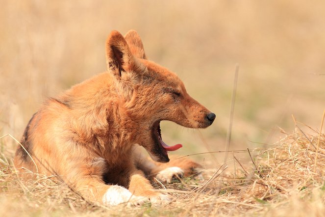 Dingos - Australiens wilde Hunde - Film