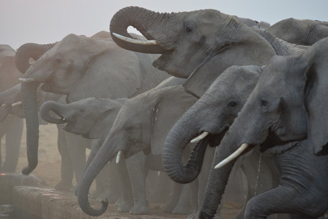 Arena der Elefanten - Van film