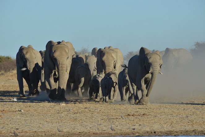 Az elefántok királya - Filmfotók