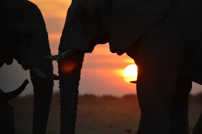 Arena der Elefanten - Filmfotos