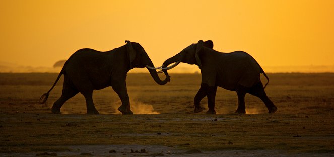 Battle for the Elephants - Z filmu
