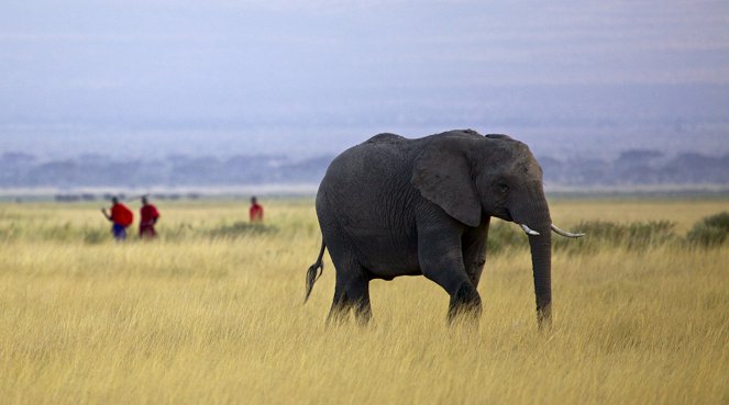 Harc az elefántokért - Filmfotók
