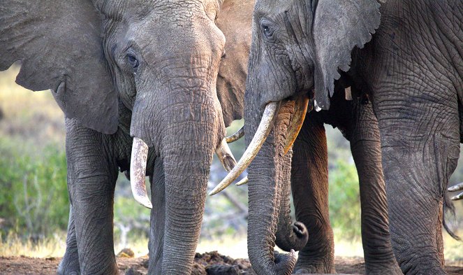 Harc az elefántokért - Filmfotók