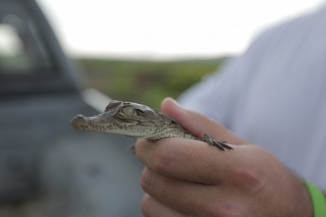 Monster Croc Invasion - Photos