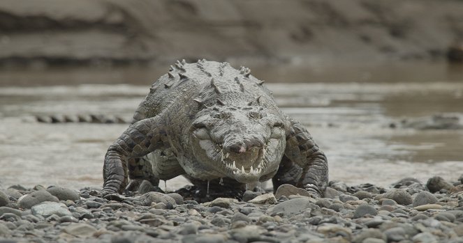 Monster Croc Invasion - De la película