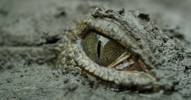 Monster Croc Invasion - De la película