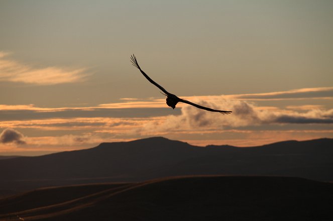 Sur les ailes du condor des Andes - Film
