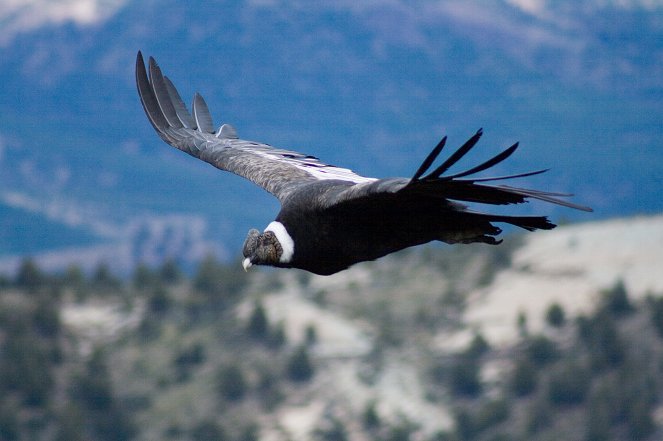 Sur les ailes du condor des Andes - Film