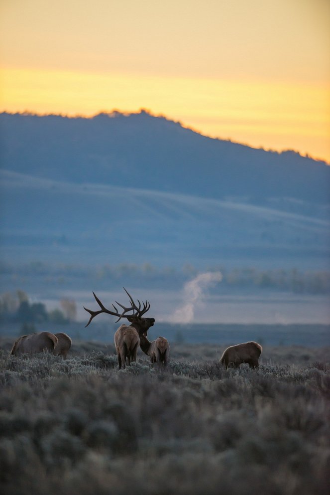 Wild Yellowstone - Filmfotos