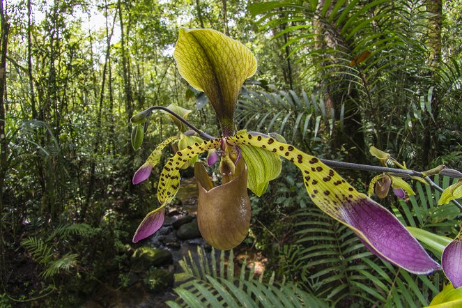 Plants behaving badly - Photos