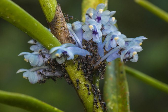 Plants behaving badly - Photos