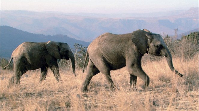 La Balade des éléphants - Film