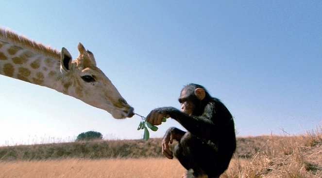 La Balade des éléphants - Film