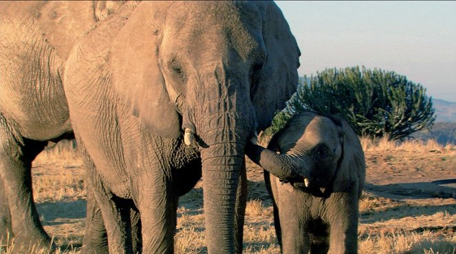 Elephant Tales - Filmfotos