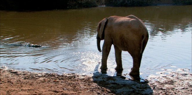 Sloní putování - Z filmu