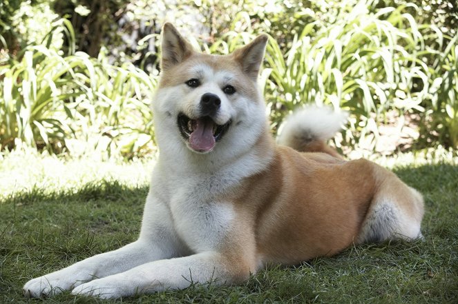 Hachiko - Eine wunderbare Freundschaft - Filmfotos