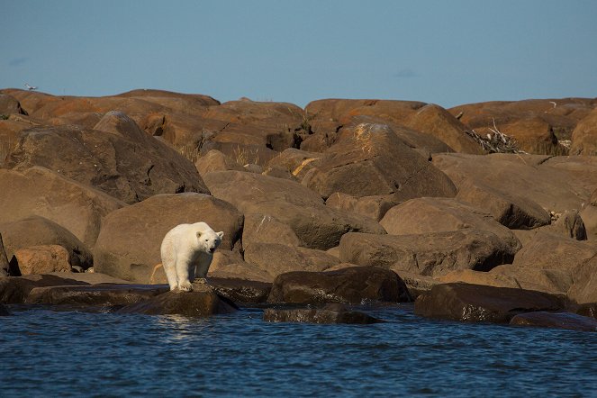 Polar Bear Summer - Photos