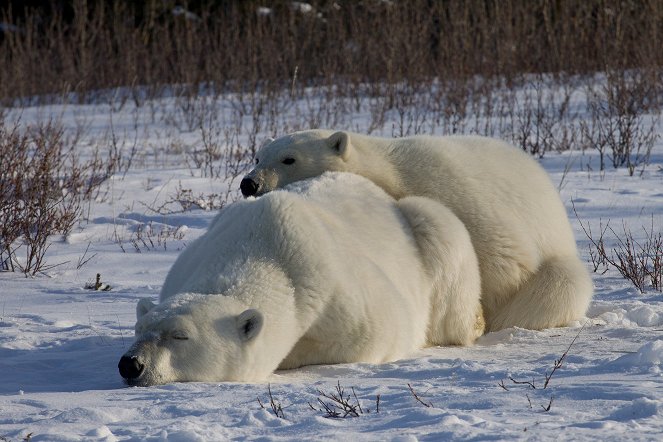 Polar Bear Summer - Photos