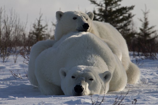 Léto ledních medvědů - Z filmu
