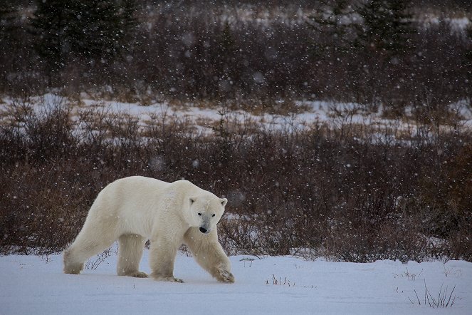 Léto ledních medvědů - Z filmu