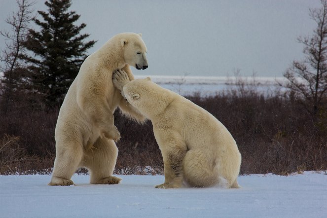 Eisbärensommer - Filmfotos